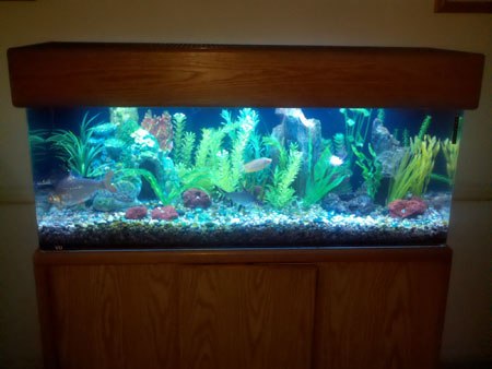 55g Freshwater